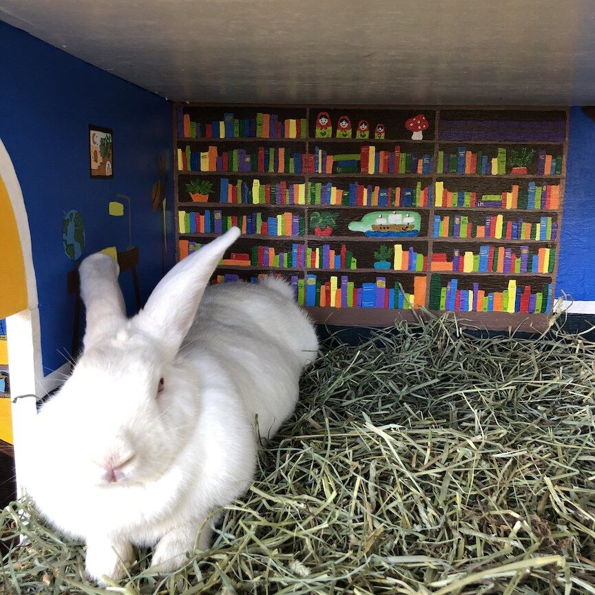 Rabbit House interior-library
